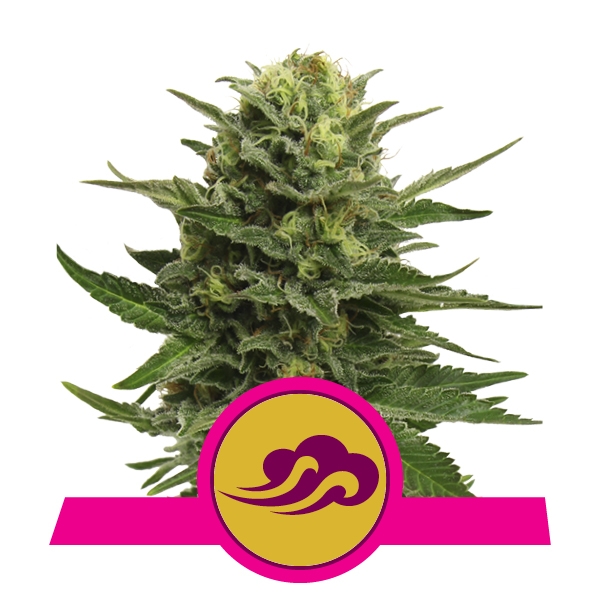 Семена конопли Blue Mystic Фотопериодные