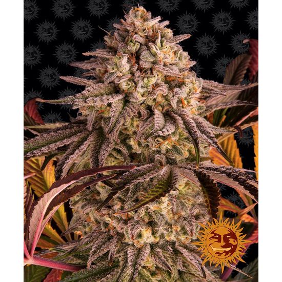 Семена конопли Blue Sunset Sherbert Фотопериодные
