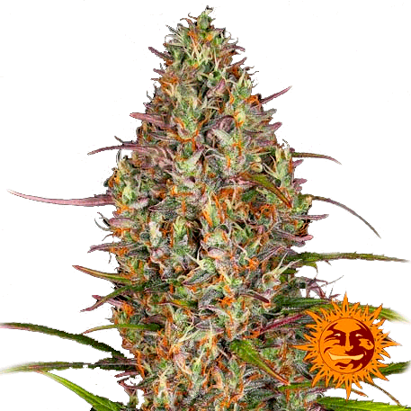 Семена конопли Glue Gelato Auto Автоцветы