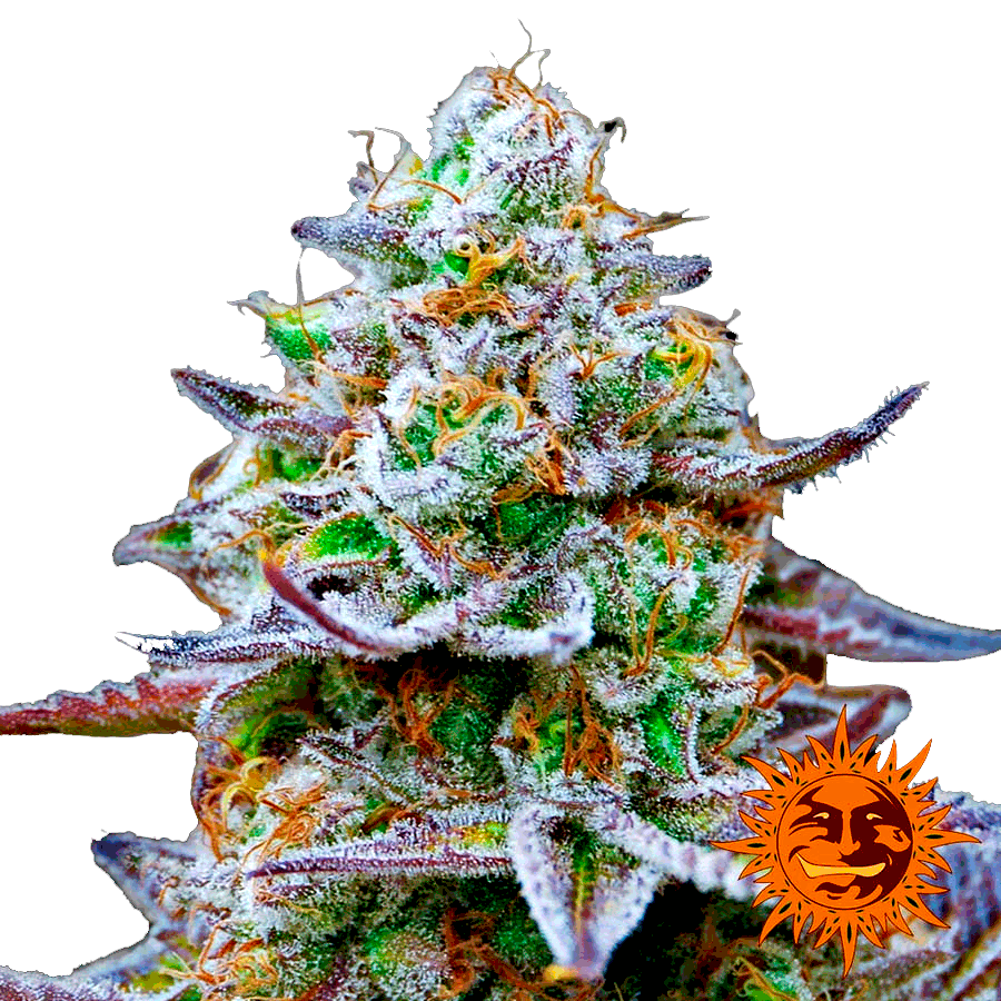 Семена конопли Gorilla Zkittlez Фотопериодные