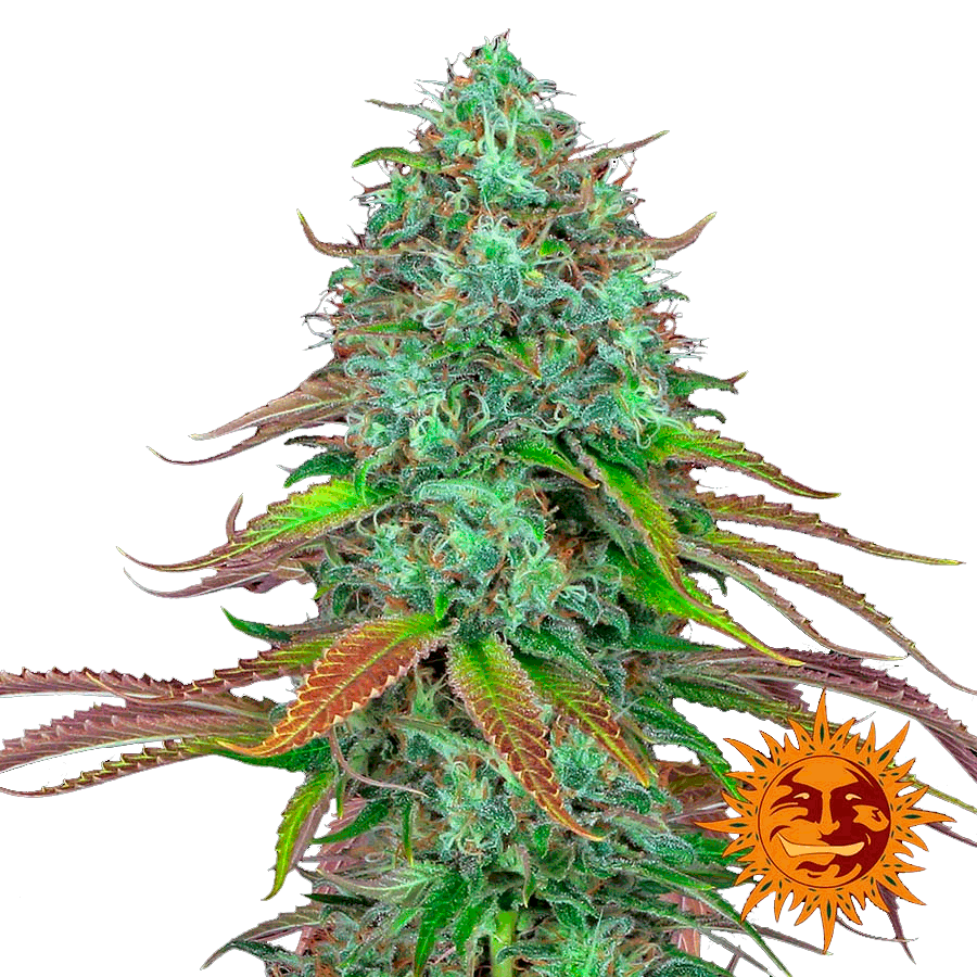 Семена конопли LSD Auto Автоцветы
