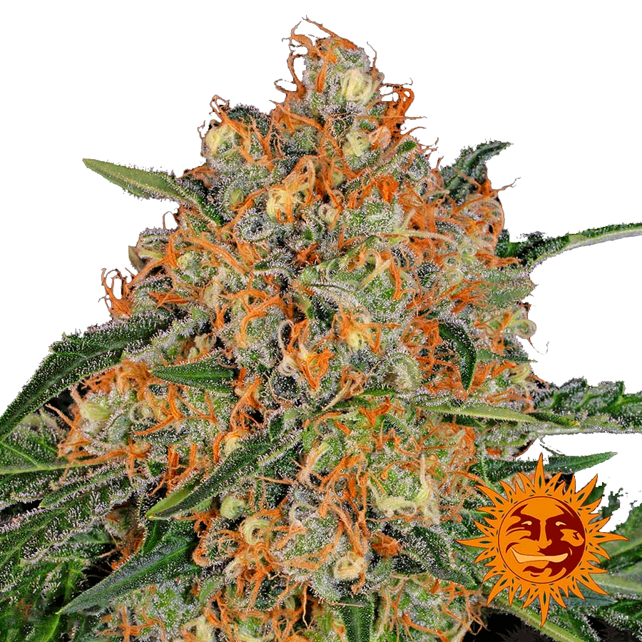 Семена конопли Orange Sherbert Фотопериодные