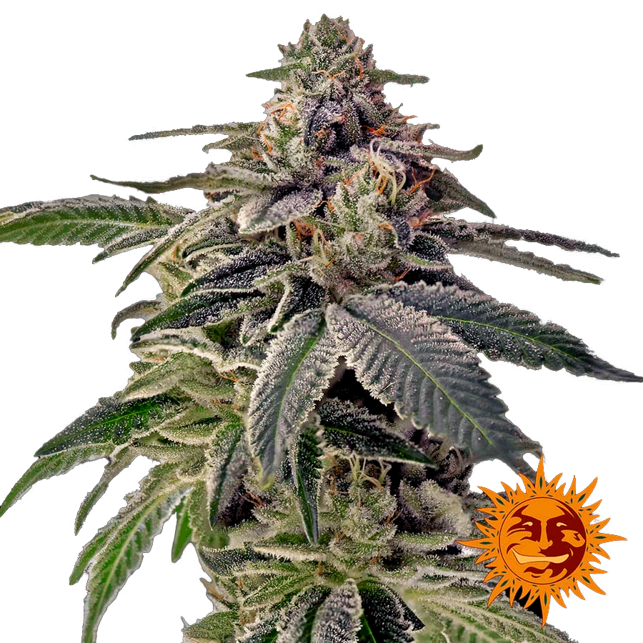 Семена конопли Shiskaberry Фотопериодные