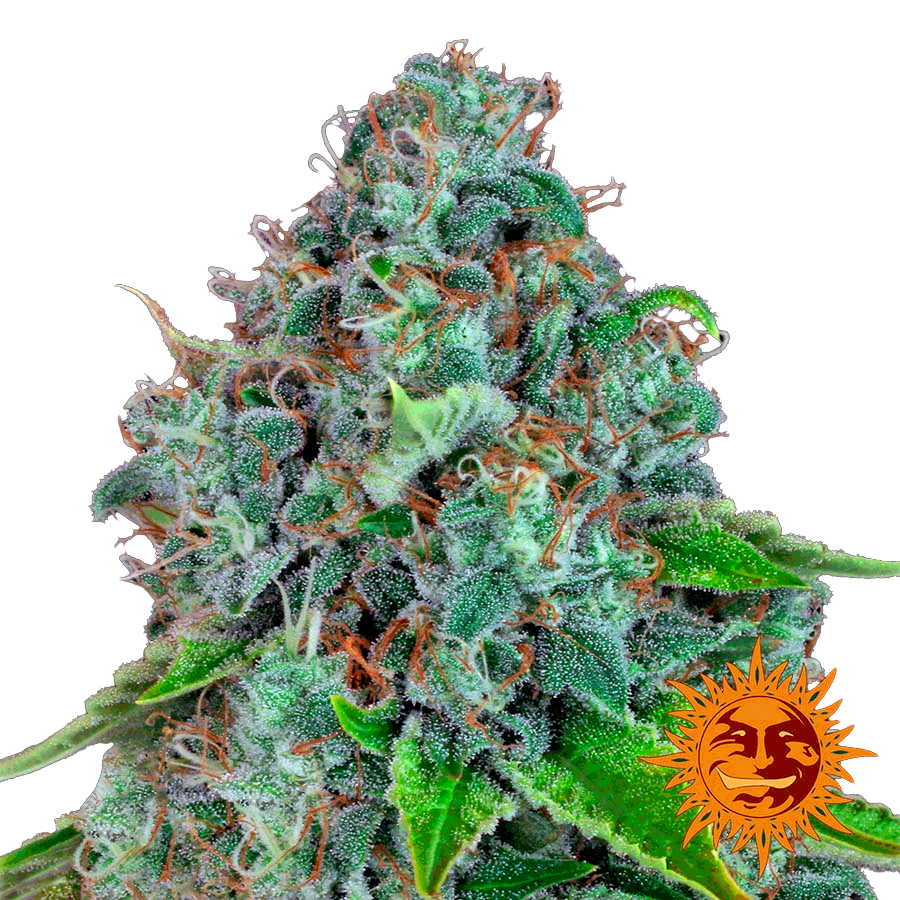 Семена конопли Strawberry Lemonade Фотопериодные