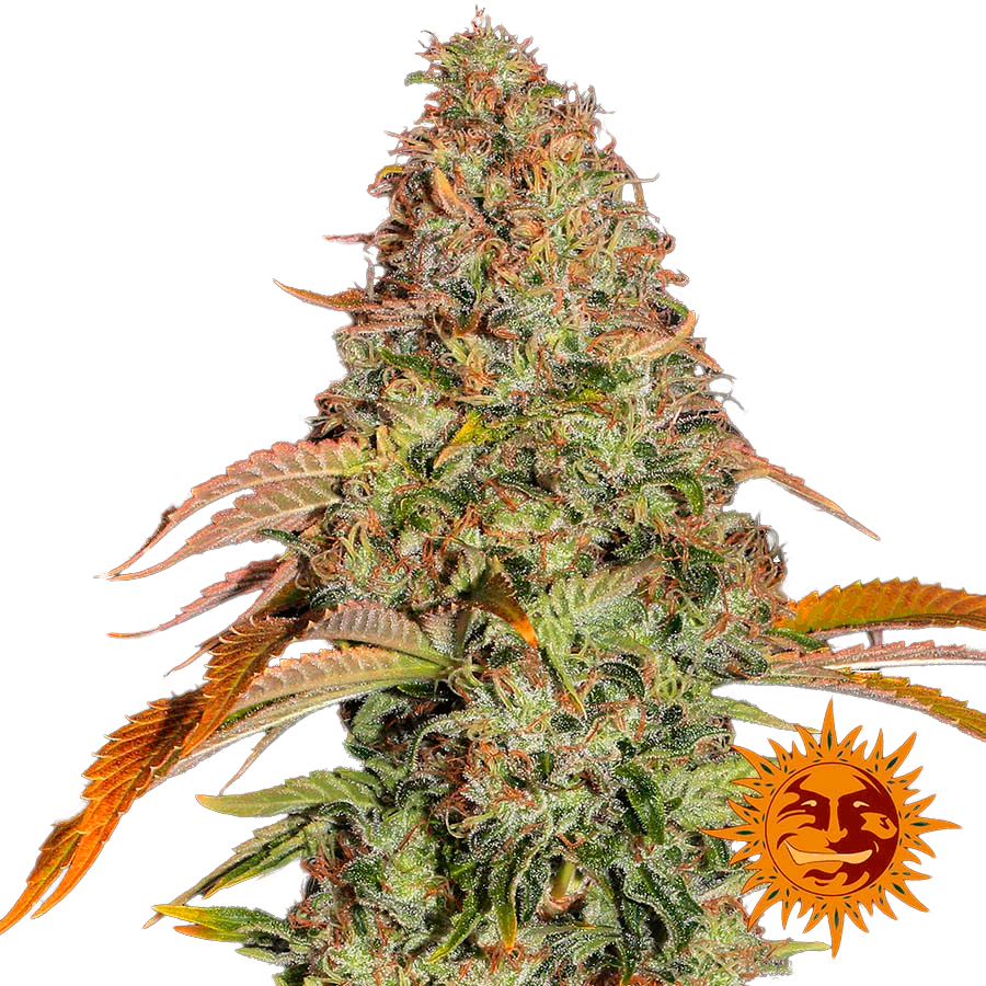 Семена конопли Zkittlez OG Auto Автоцветы