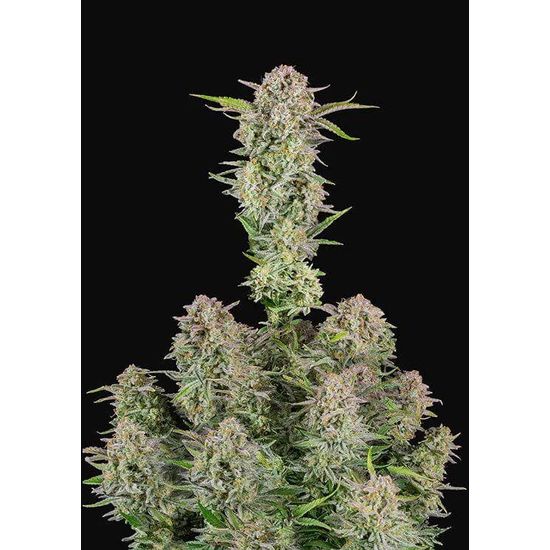 Семена конопли Bruce Banner Auto Автоцветы