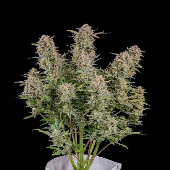 Семена конопли Bruce Banner Auto - фото 2