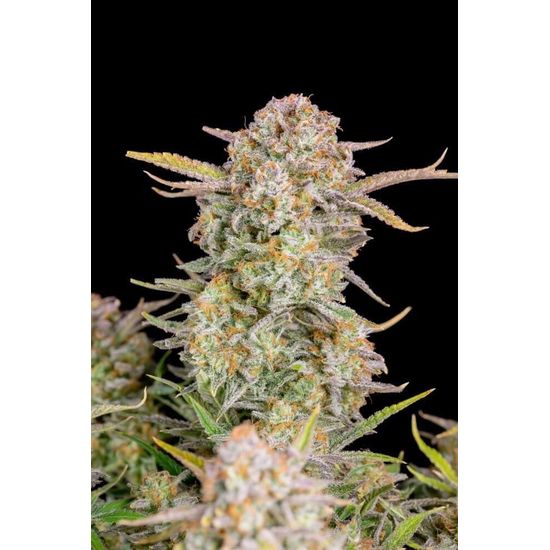 Семена конопли Bruce Banner Auto - фото 3