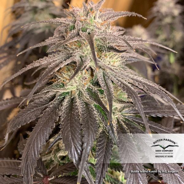 Семена конопли Bubba Island Kush Фотопериодные