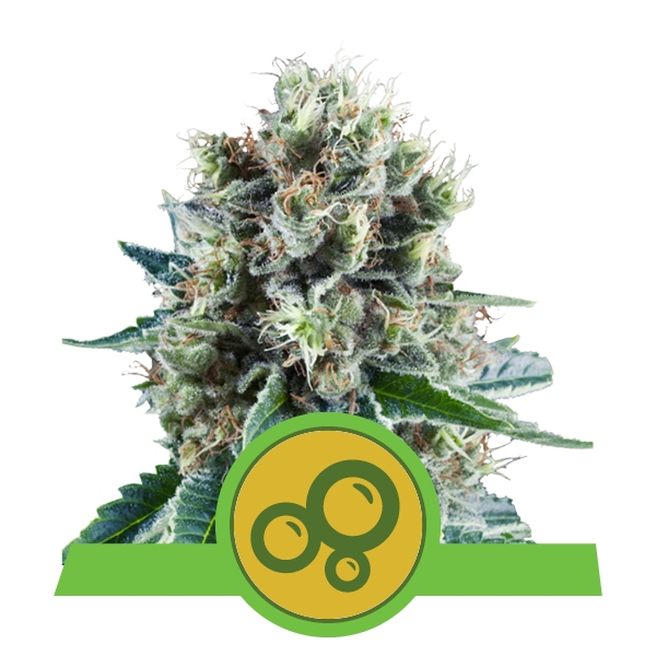 Семена конопли Bubble Kush Automatic Автоцветы