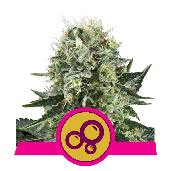 Семена конопли Bubble Kush Фотопериодные