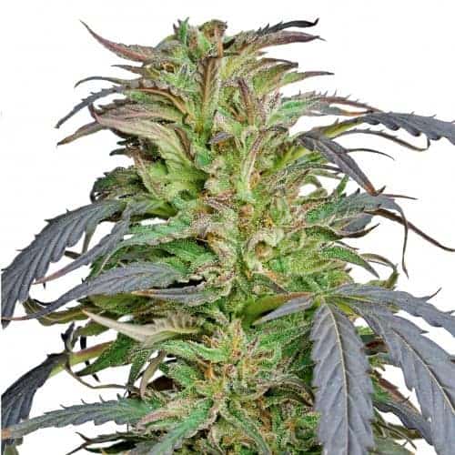 Семена конопли Critical Kush Фотопериодные