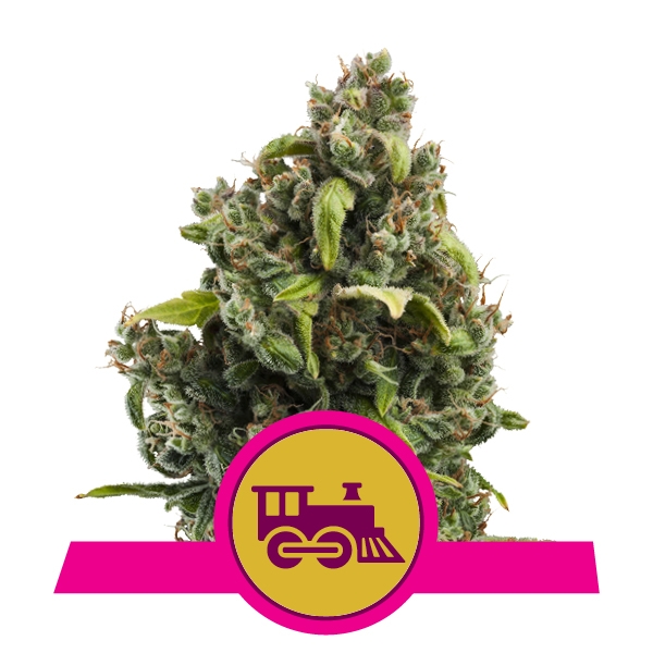 Семена конопли Candy Kush Express Фотопериодные