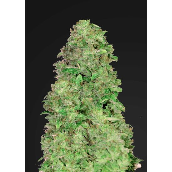 Семена конопли CBD 20:1 Auto Автоцветы
