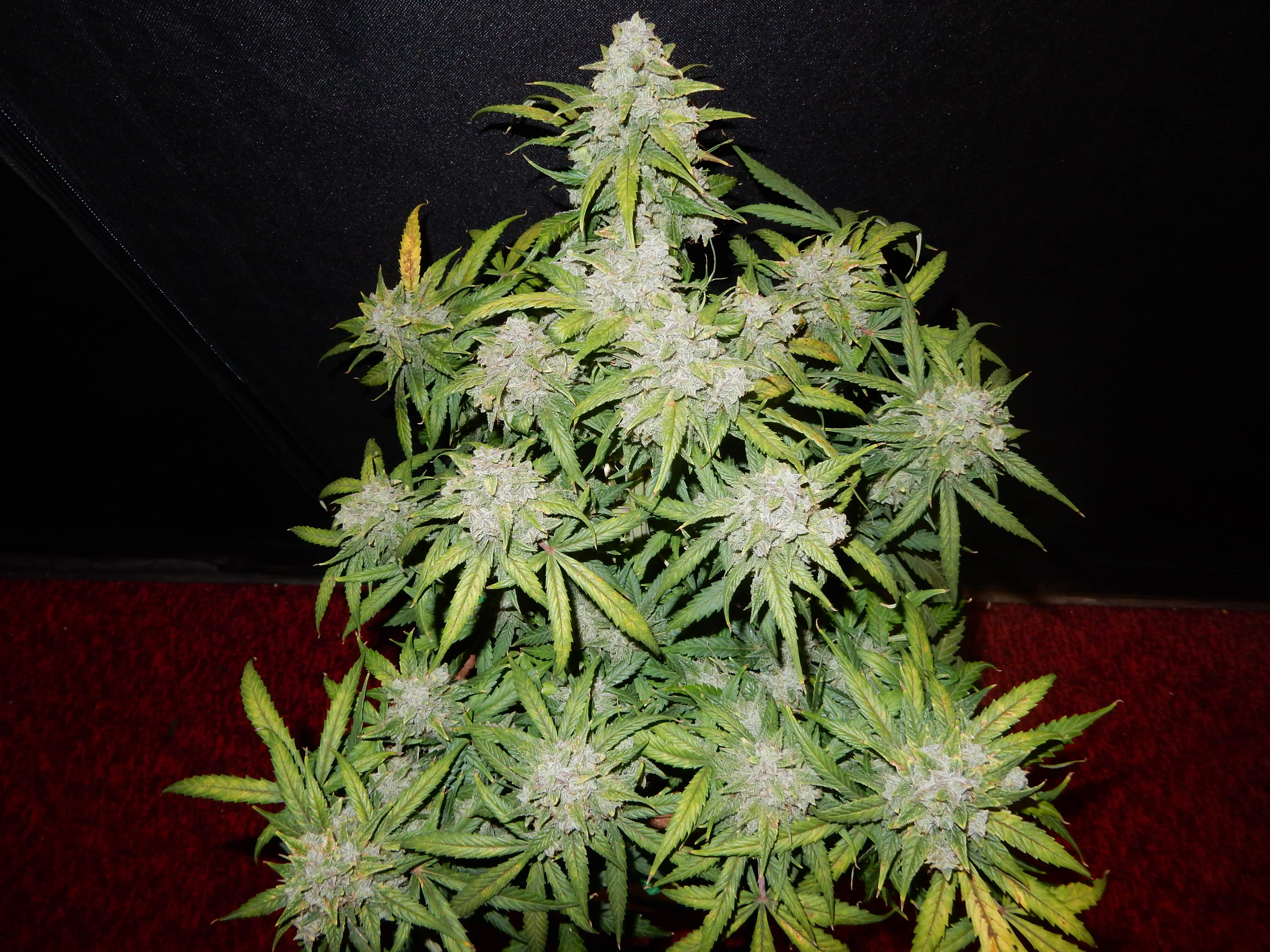 Семена конопли CBD Crack Автоцветы