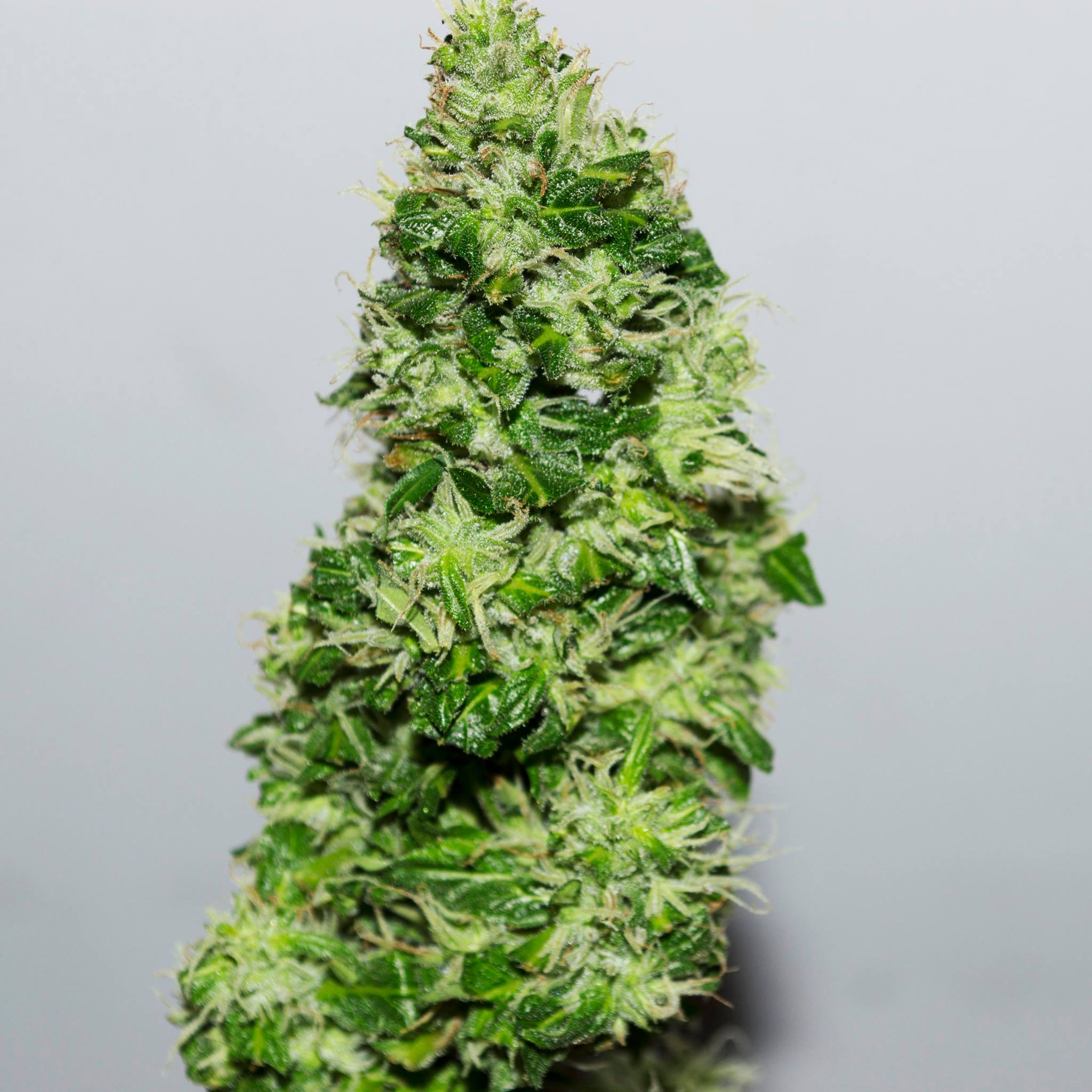 Семена конопли CBD Crack - фото 2