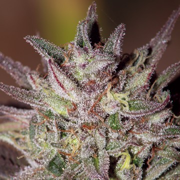Семена конопли CBD Critical Cure - фото 2