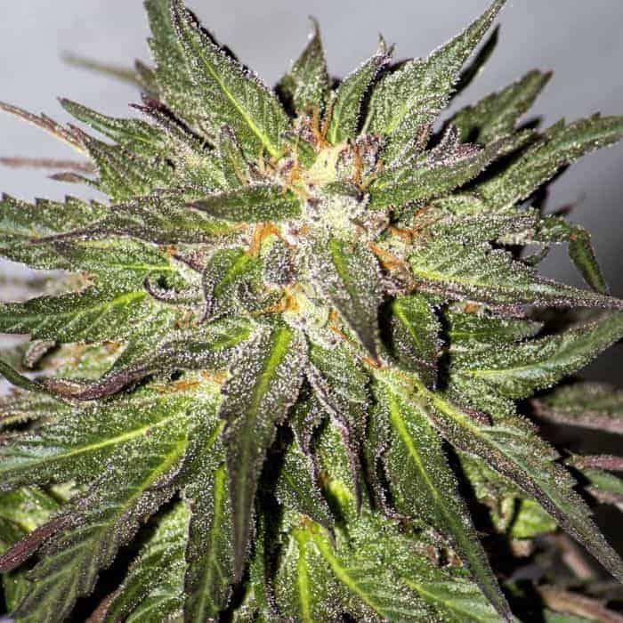 Семена конопли CBD Critical Cure - фото 3