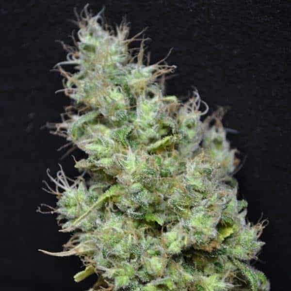 Семена конопли CBD Skunk Haze - фото 4