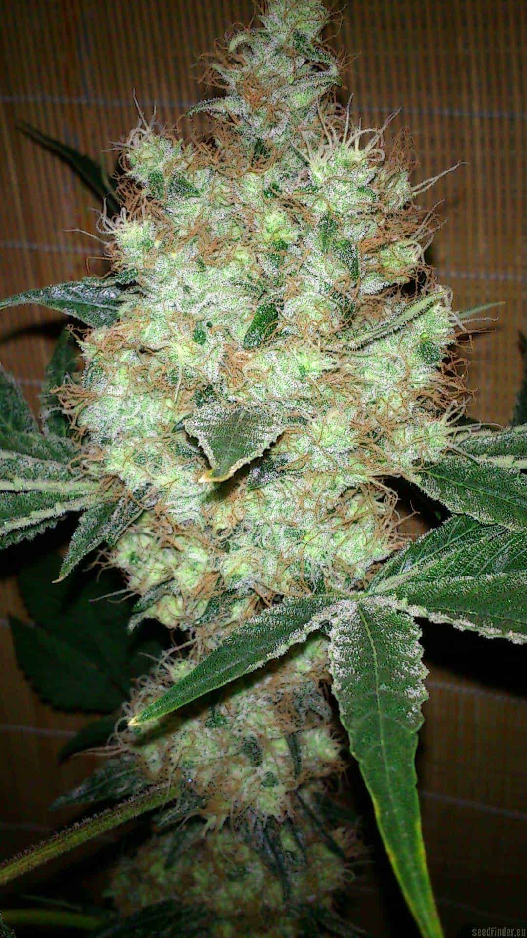 Семена конопли CBD Skunk Haze - фото 3
