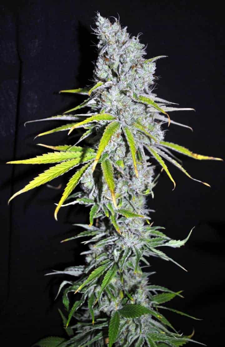 Семена конопли CBD Skunk Haze - фото 2