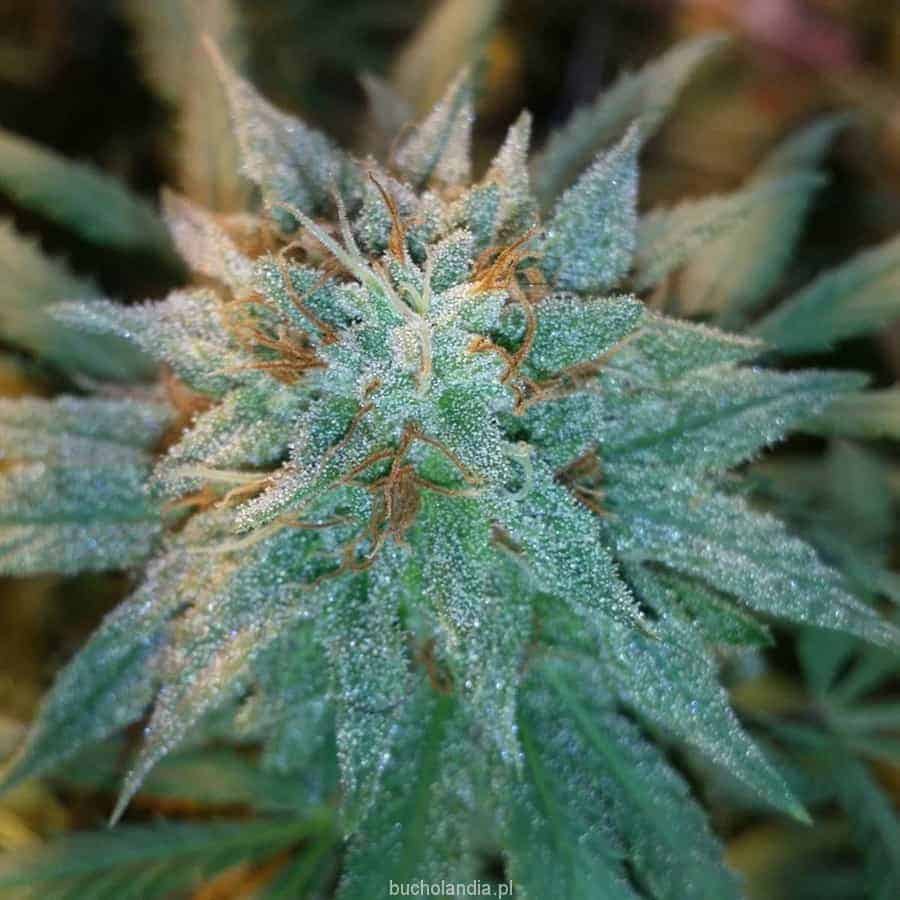 Семена конопли Chronic Thunder - фото 2