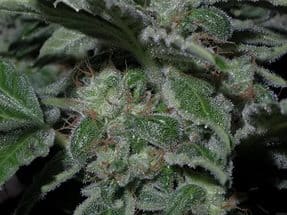 Семена конопли Cookies Kush - фото 2