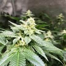 Семена конопли Cookies Kush - фото 3