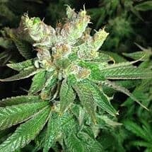 Семена конопли Cookies Kush - фото 4