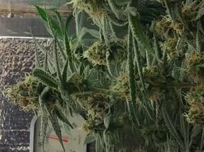 Семена конопли Critical Kush - фото 2