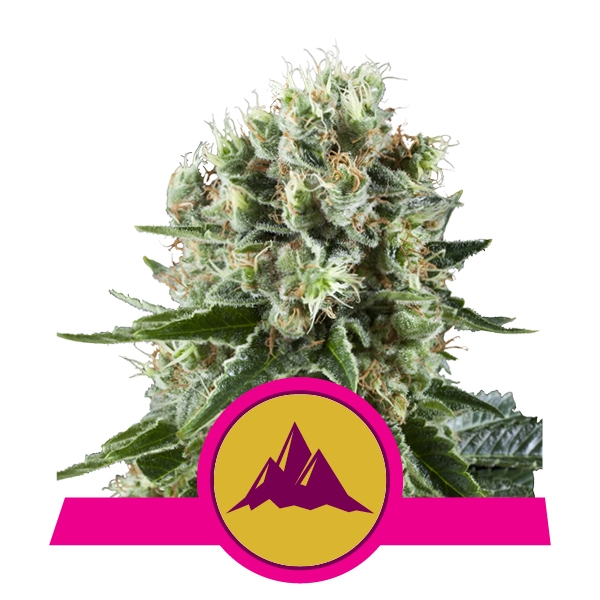 Семена конопли Critical Kush - фото 3