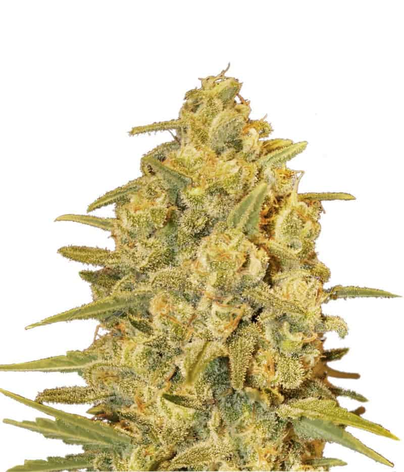 Семена конопли Critical Sensi Star Фотопериодные