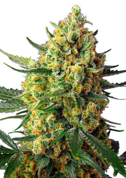 Семена конопли Crystal Candy XL Auto Автоцветы