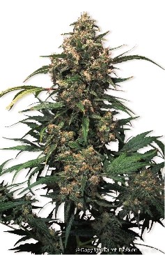 Семена конопли Strawberry Cough Фотопериодные