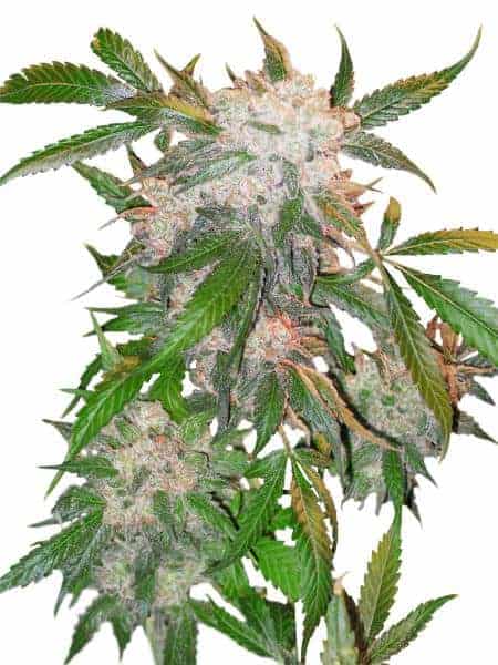 Семена конопли White Widow Фотопериодные