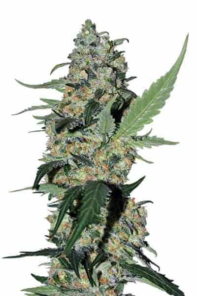 Семена конопли Green Poison FV Фотопериодные
