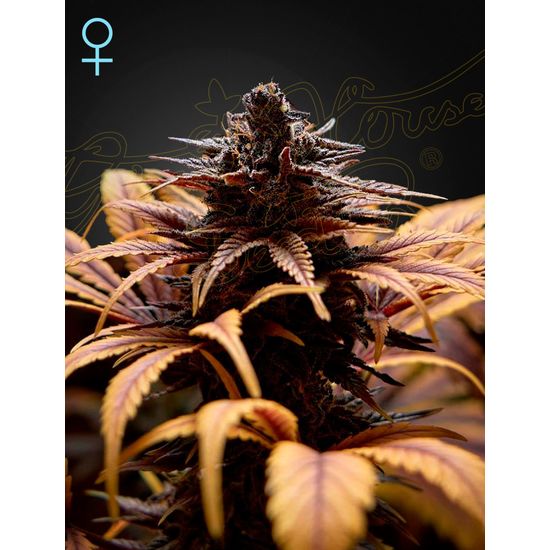 Семена конопли Deep Candy Фотопериодные