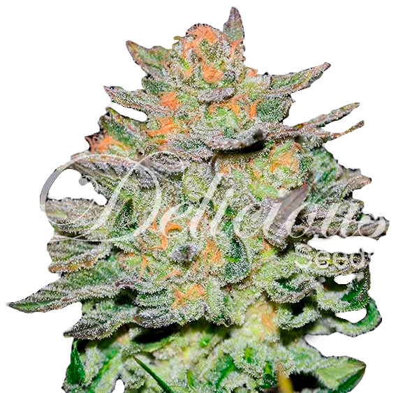 Семена конопли Auto Blue Ace CBD Автоцветы