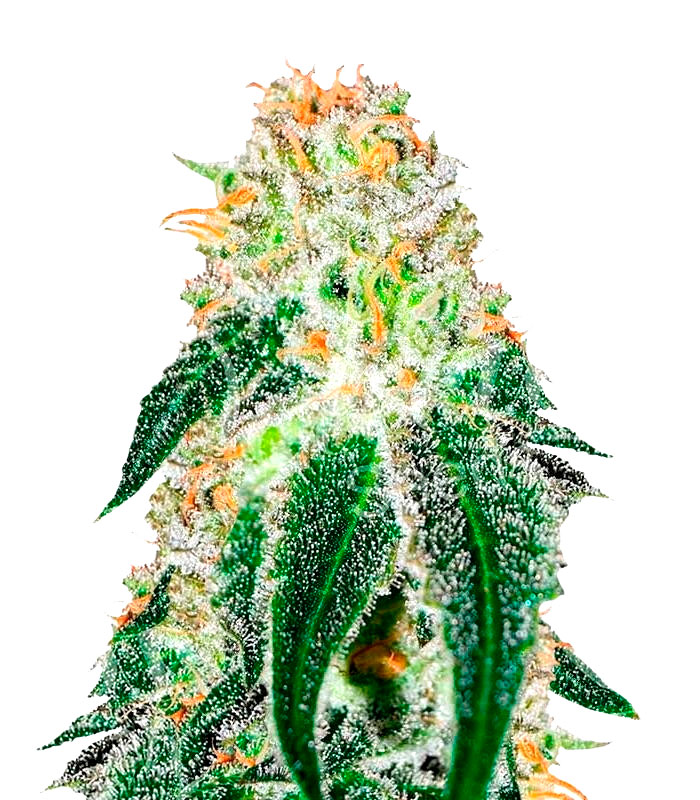 Семена конопли Black Russian Фотопериодные