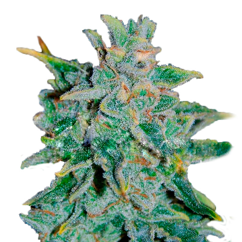 Семена конопли Northern Light Blue Auto Автоцветы