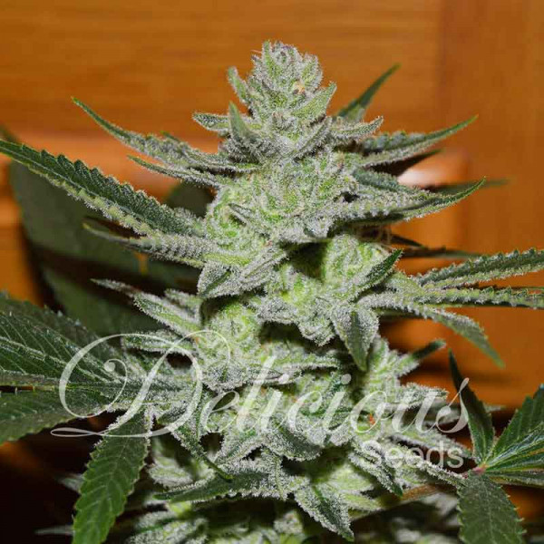 Семена конопли Unkmown Kush Фотопериодные