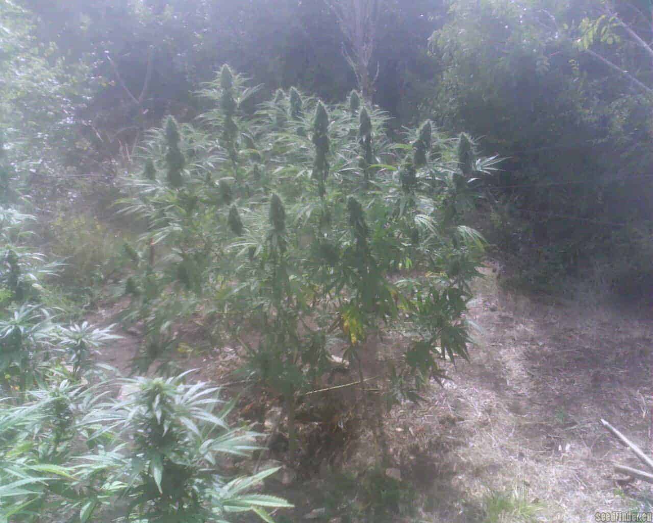 Семена конопли Durban Poison - фото 3