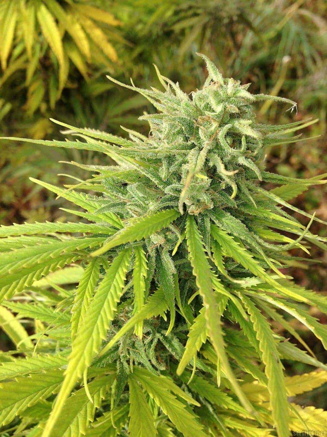 Семена конопли Durban Poisonular - фото 2