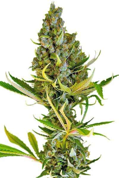 Семена конопли Sweet Cheese FV Фотопериодные