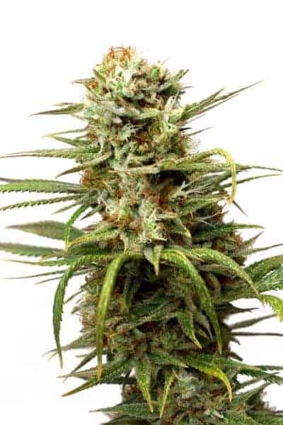 Семена конопли Auto White Widow Автоцветы