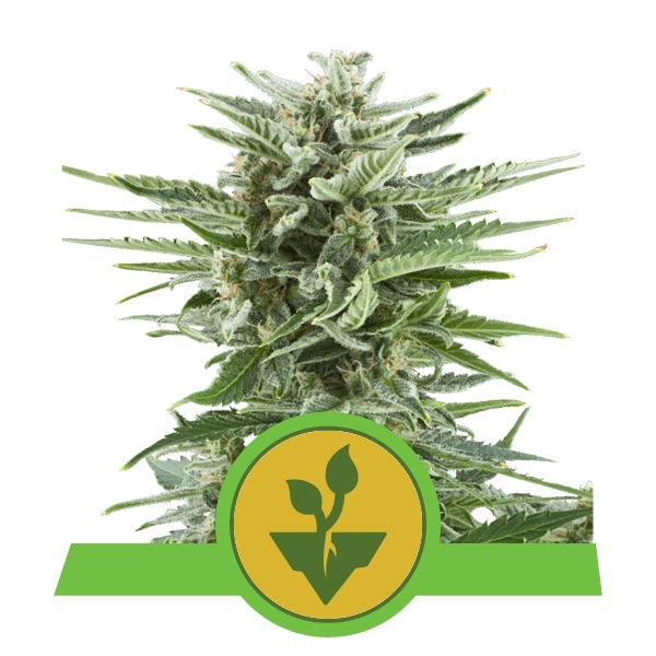 Семена конопли Easy Bud Auto Автоцветы