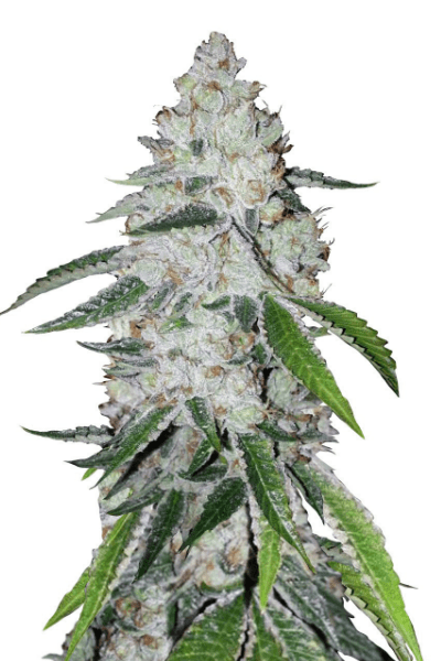 Семена конопли West Coast O.G. Auto Автоцветы