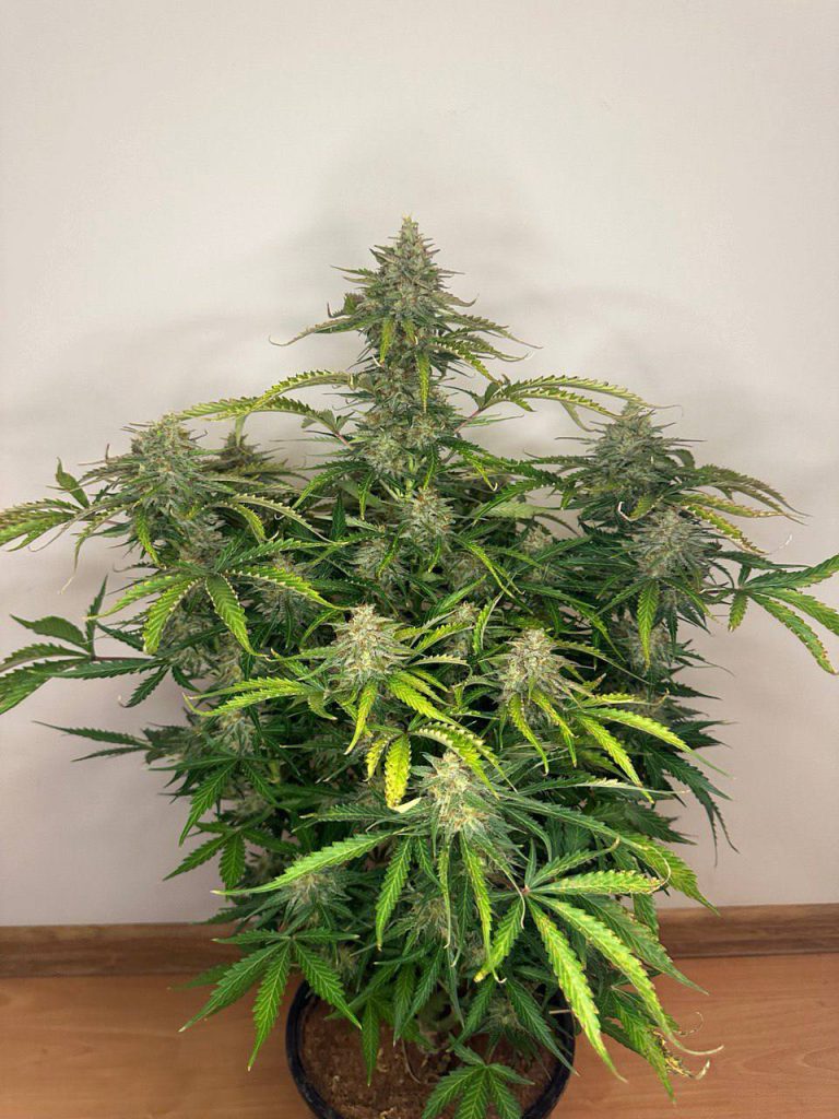Семена конопли Green Crack Auto Автоцветы