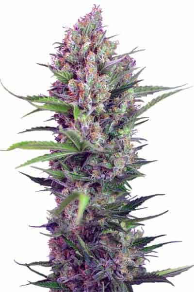 Семена конопли Cream Mandarine FV Фотопериодные