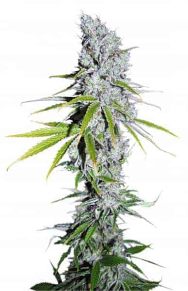 Семена конопли CBD Skunk Haze Фотопериодные